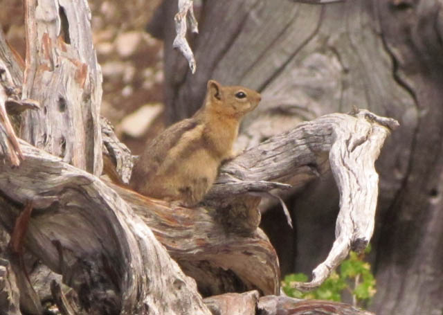 Golden-mantled Ground Squirrel